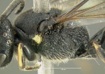 Media type: image;   Entomology 610156 Aspect: thorax lateral